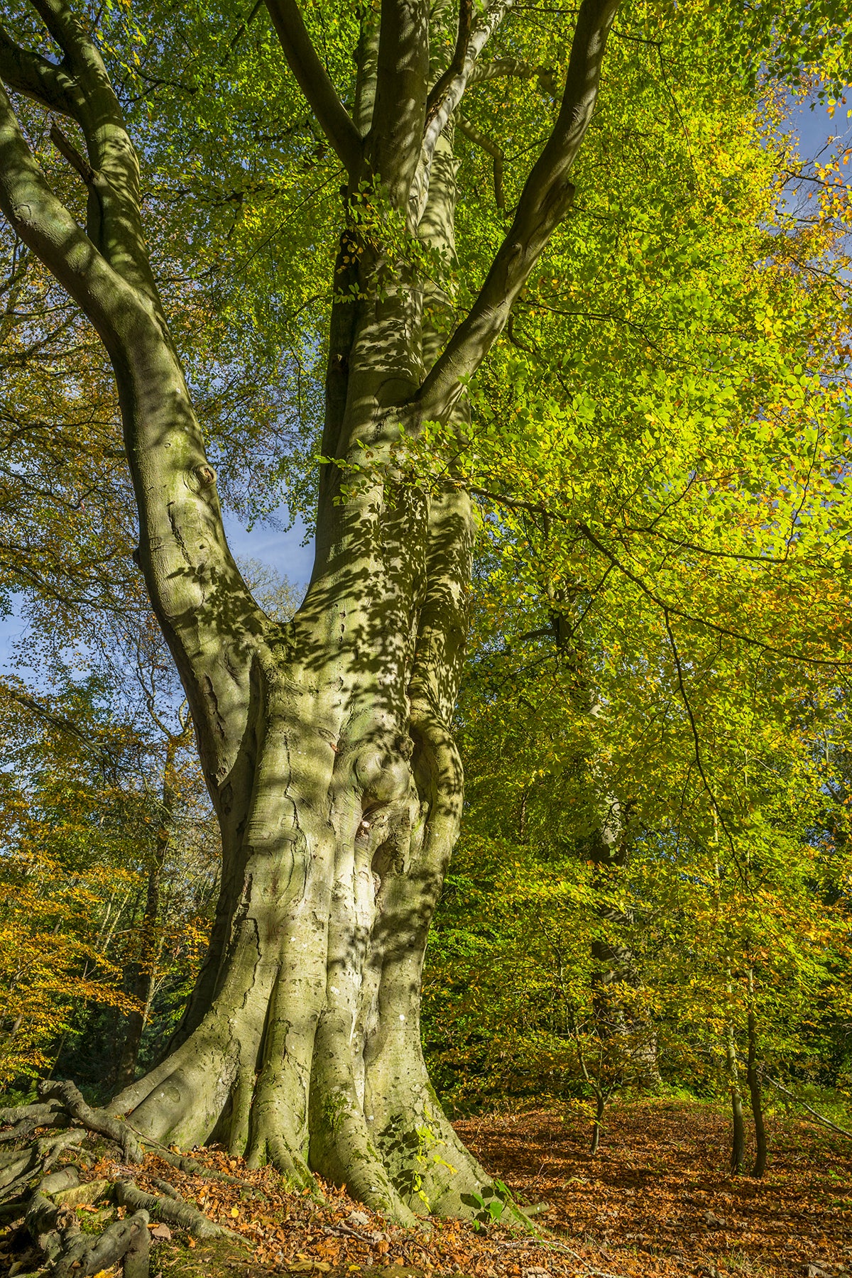 Bolam Lake & Shaftoe Crags - Northumberland Photography Workshop - 8th November 2026