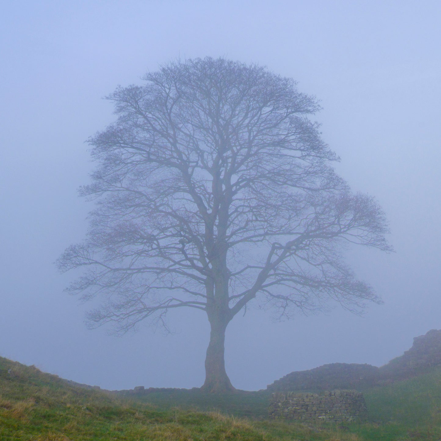 Remembering Sycamore Gap & Hadrian's Wall Greeting Cards (Pack of 6)