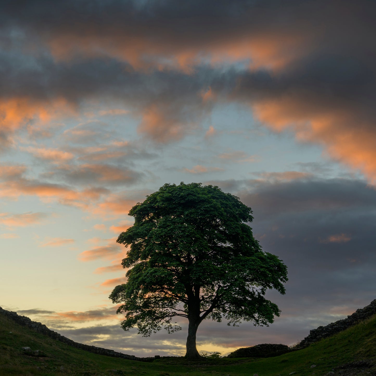 Remembering Sycamore Gap & Hadrian's Wall Greeting Cards (Pack of 6)