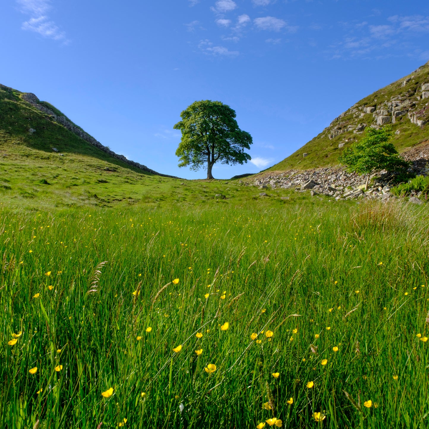 Remembering Sycamore Gap & Hadrian's Wall Greeting Cards (Pack of 6)