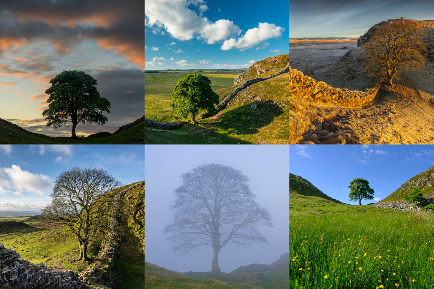 Remembering Sycamore Gap & Hadrian's Wall Greeting Cards (Pack of 6)