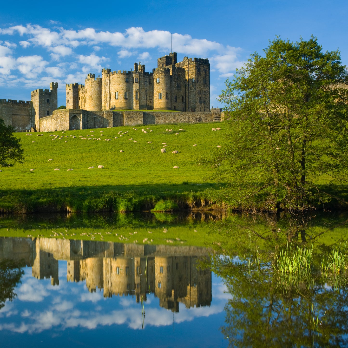 Northumberland Castles Greeting Cards (Pack of 6)