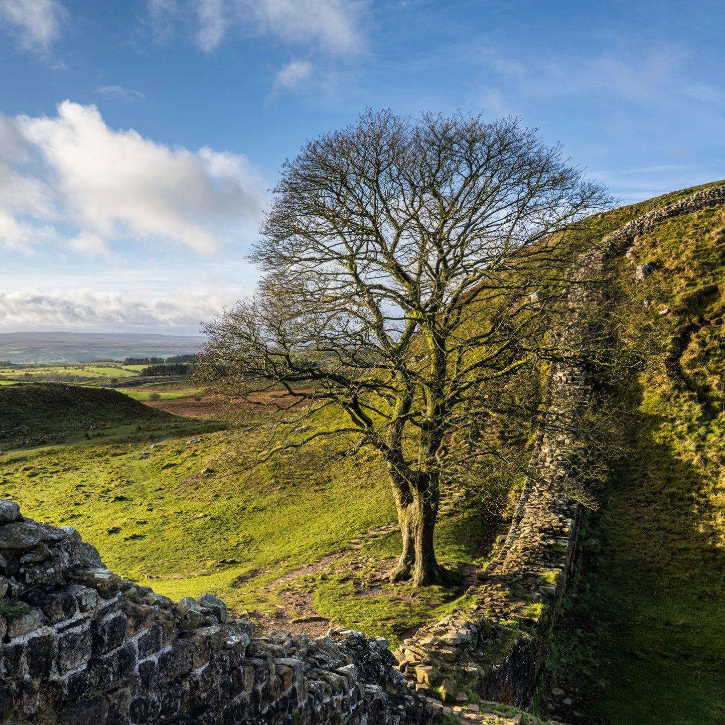 Remembering Sycamore Gap & Hadrian's Wall Greeting Cards (Pack of 6)