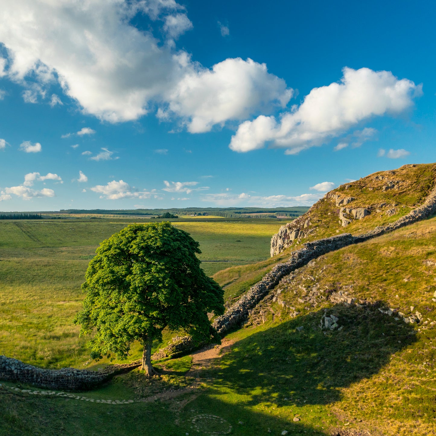 Remembering Sycamore Gap & Hadrian's Wall Greeting Cards (Pack of 6)