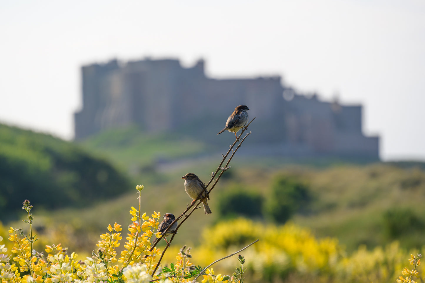 Bamburgh Castle & Coast - Northumberland Photography Workshop