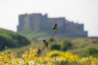 Bamburgh Castle & Coast - Northumberland Photography Workshop