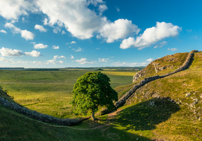 Sycamore Gap and Hadrian's Wall, Northumberland, 1000 Piece Jigsaw Puzzle