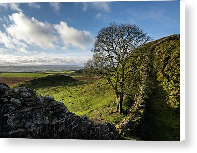Sycamore Gap & Hadrian's Wall, Northumberland Canvas Print