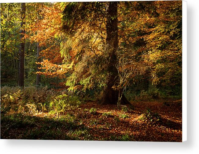 Canvas print of Allen Banks in Northumberland