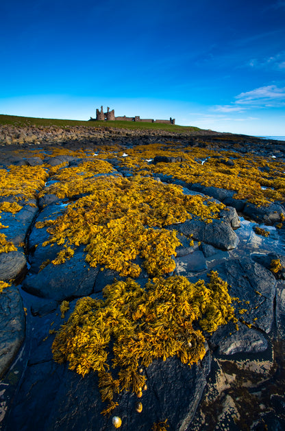 Dunstanburgh Castle & Coast Photography Workshop – 12th May 2024